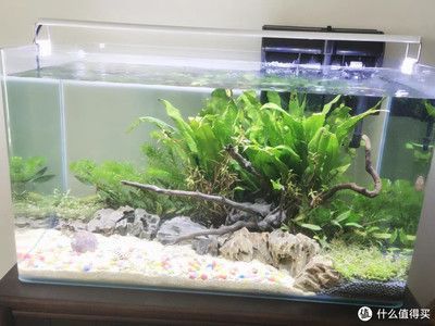 鱼缸造景图片大全集（鱼缸造景图片大全） 鱼缸百科 第4张