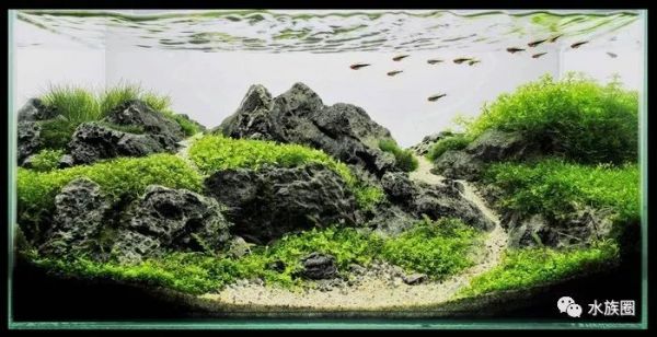 鱼缸造景图片大全集（鱼缸造景图片大全） 鱼缸百科 第3张