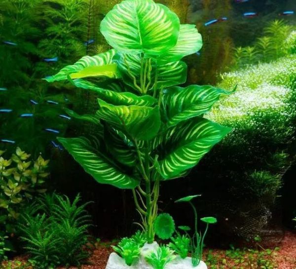 水草烂根常见原因与解决办法
