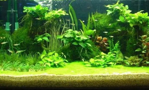 水草烂根常见原因与解决办法