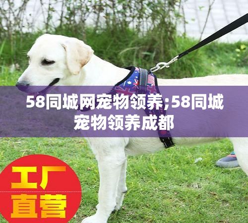 58同城网宠物领养;58同城宠物领养成都