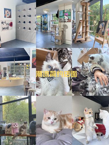 小猫室内悠闲时光