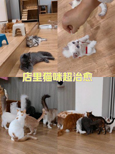 猫咪天地～宠物乐园