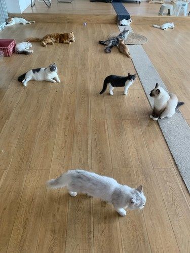 猫咪真的超可爱[色]