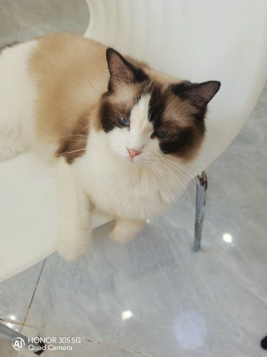 猫咪天地～宠物乐园