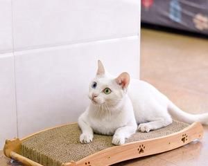 以什么沙发不怕猫（宠物沙发的必备条件和猫咪的喜好）