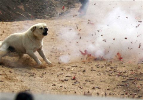过年了,爱犬怕鞭炮声怎么办?