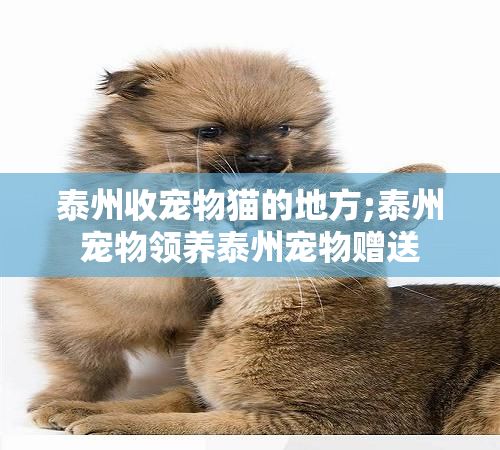 泰州收宠物猫的地方;泰州宠物领养泰州宠物赠送