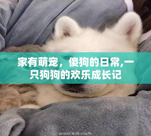 家有萌宠,傻狗的日常,一只狗狗的欢乐成长记