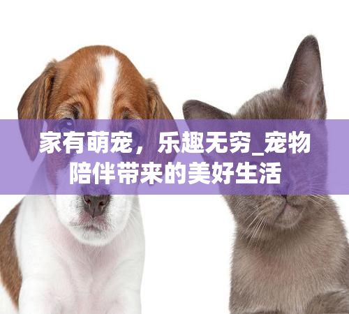 家有萌宠,乐趣无穷_宠物陪伴带来的美好生活