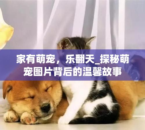 家有萌宠,乐翻天_探秘萌宠图片背后的温馨故事