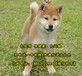 额尔古纳柴犬哪里有卖柴犬出售