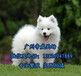 东莞厚街哪里有犬舍，东莞哪里有卖宠物狗，萨摩耶价格多少