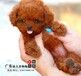 珠海哪里有卖纯种健康宠物狗泰迪多少钱首选百隆犬舍