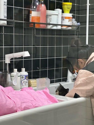 过年日记，旧猫翻新
