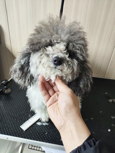 造型很满意！变狗啦
