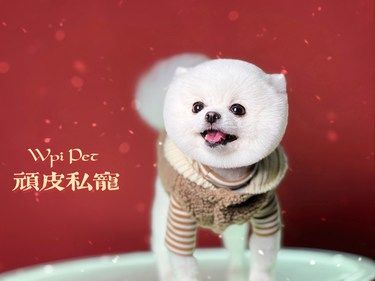 狗狗美容后，这也太美了叭[加油]