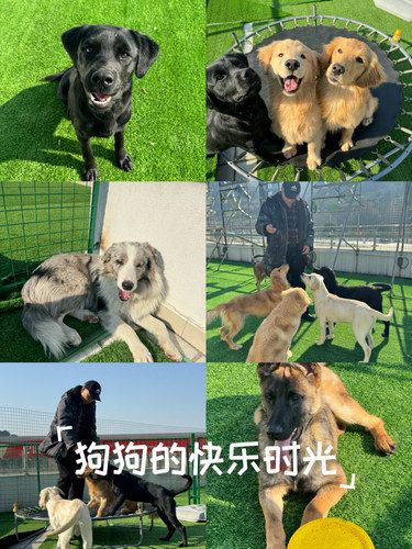到底是谁懂狗狗的快乐呀哈哈哈哈哈