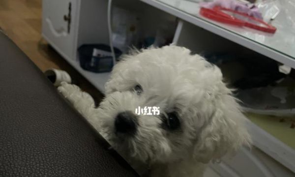 让你的宠物狗狗健康成长的食谱（以狗狗吃什么长高为主题）