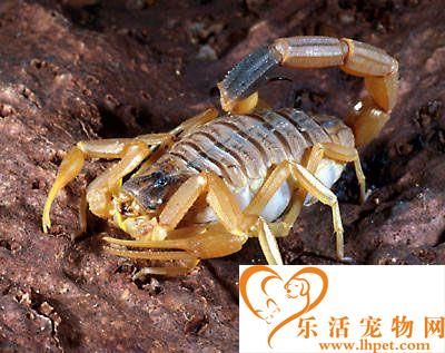 宠物蝎子饲养 宠物蝎子需要注意湿温度