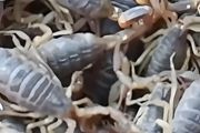 家里怎么养蝎子