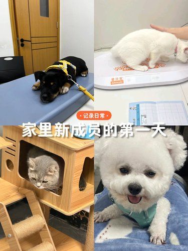 宠物医院安全放心