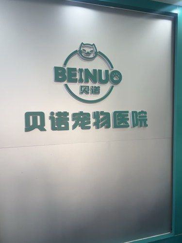 贝诺宠物医院美短流浪记
