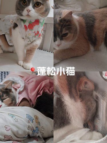 蓬松小猫[笑脸]