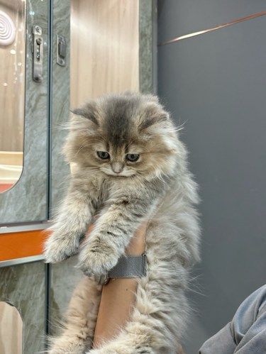 合生汇你真的太全面了……