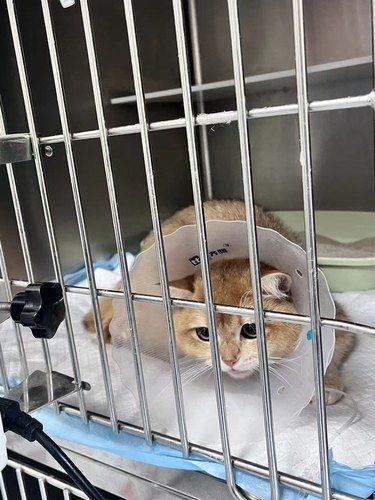 带猫咪来优科动物医院做绝育啦！