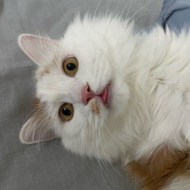 今天猫主子心情复杂了