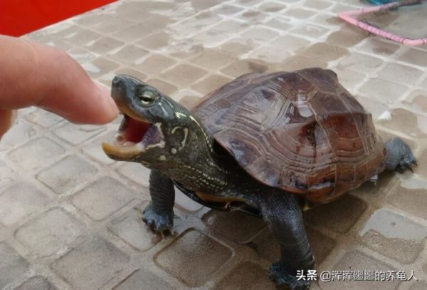 乌龟感冒了怎么办?乌龟感冒有什么症状应该怎么治疗?