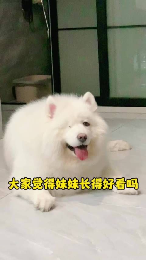 家有萌宠 想要猫狗养的好,维生素自然少不了,活动来了……