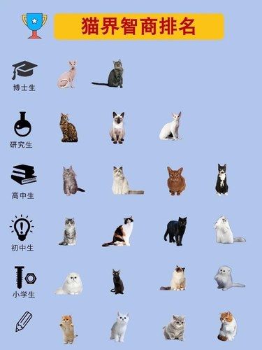 猫咪智商趣味排行