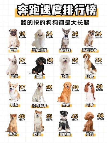 【汪星人速度大比拼】 你的狗狗上榜了吗？