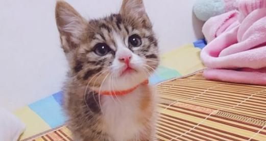 母猫打小猫的原因（探究宠物母猫打小猫的心理与行为）