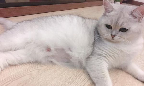 母猫打小猫的原因（探究宠物母猫打小猫的心理与行为）