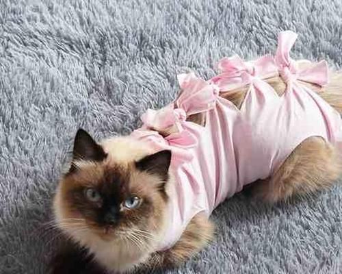 母猫打小猫的原因（探究宠物母猫打小猫的心理与行为）