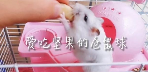 仓鼠的互动性,宠物鼠会和人互动吗