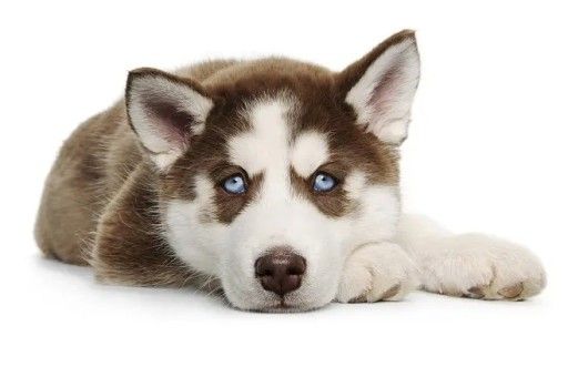 各种泰迪犬图片大全灰色(银灰和烟灰泰迪的图片)