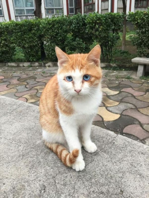 北京猫奶奶，为了救助毛孩子，年纪八十却仍然日复一日的救助！