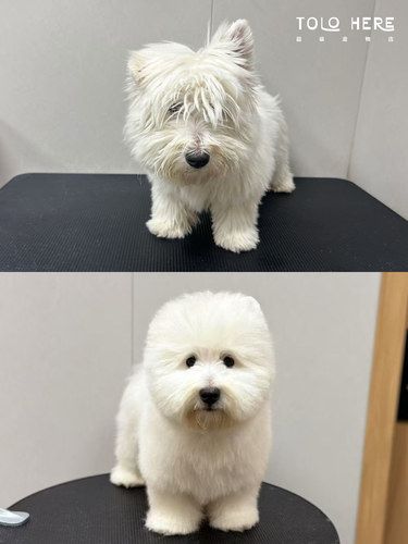 三小时重拾完美小狗