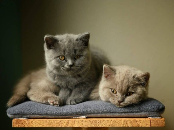 British Shorthair