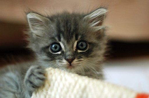 Cute Grey Kitten
