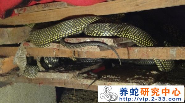 养蛇养蛇