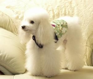 标准贵宾犬
