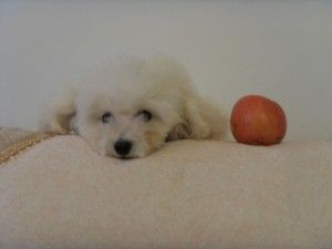 6个月大贵宾犬