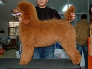 贵宾犬