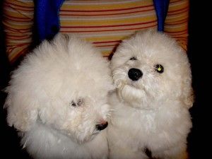 8个月大贵宾犬