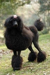 贵宾犬